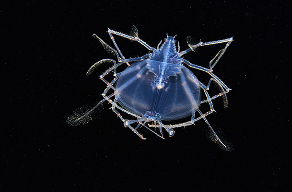 Clever Crustaceans Exhibition | Te Whare Taonga o Waikato Museum & Gallery